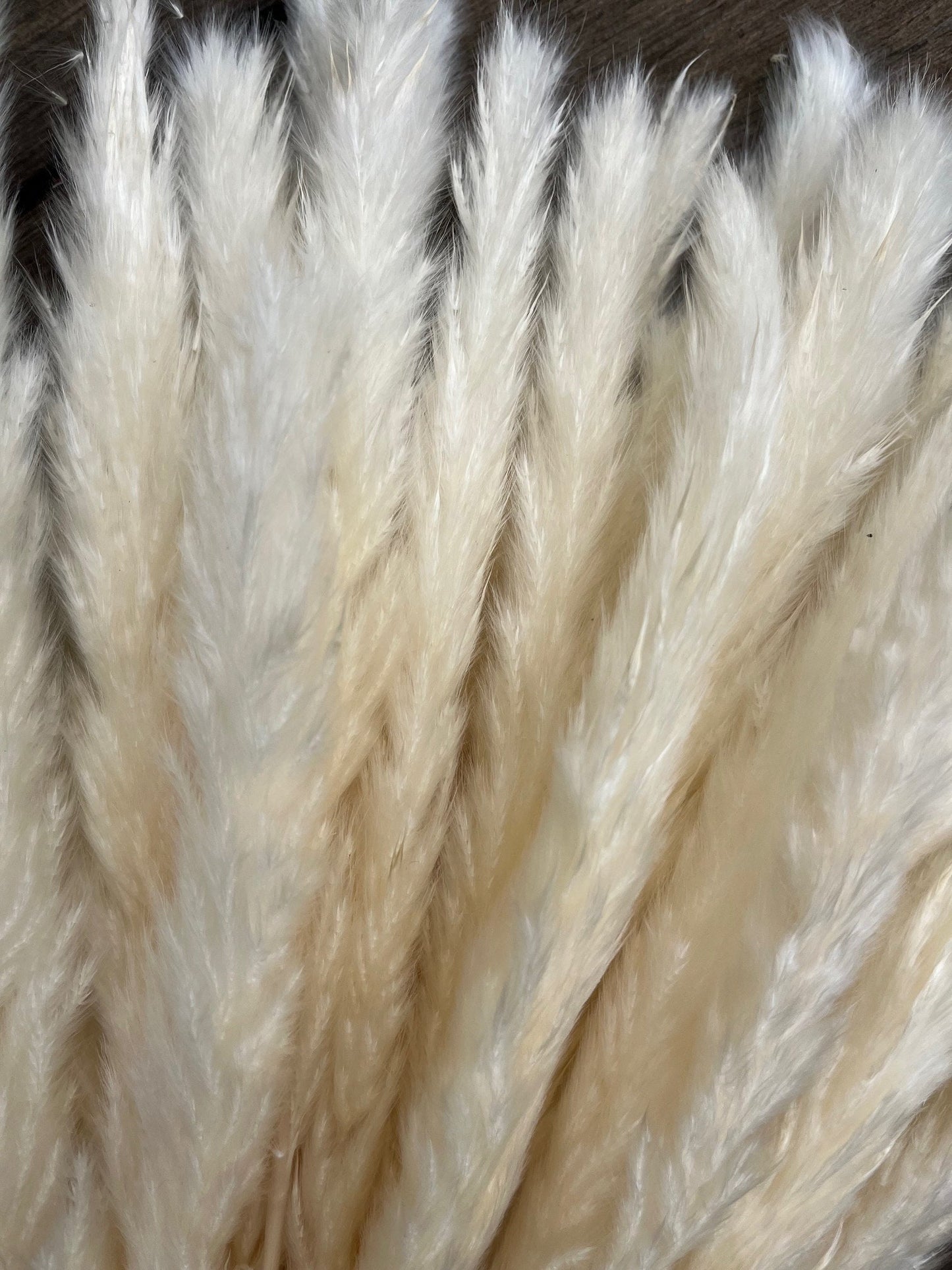 Dried Fluffy Pampas Bleached