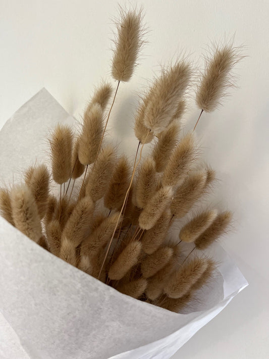 Bunny Tails (Lagurus) - Natural Brown
