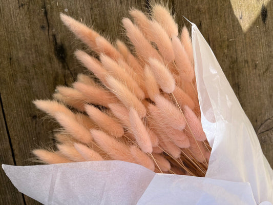 Bunny Tails (Lagurus) - Pink