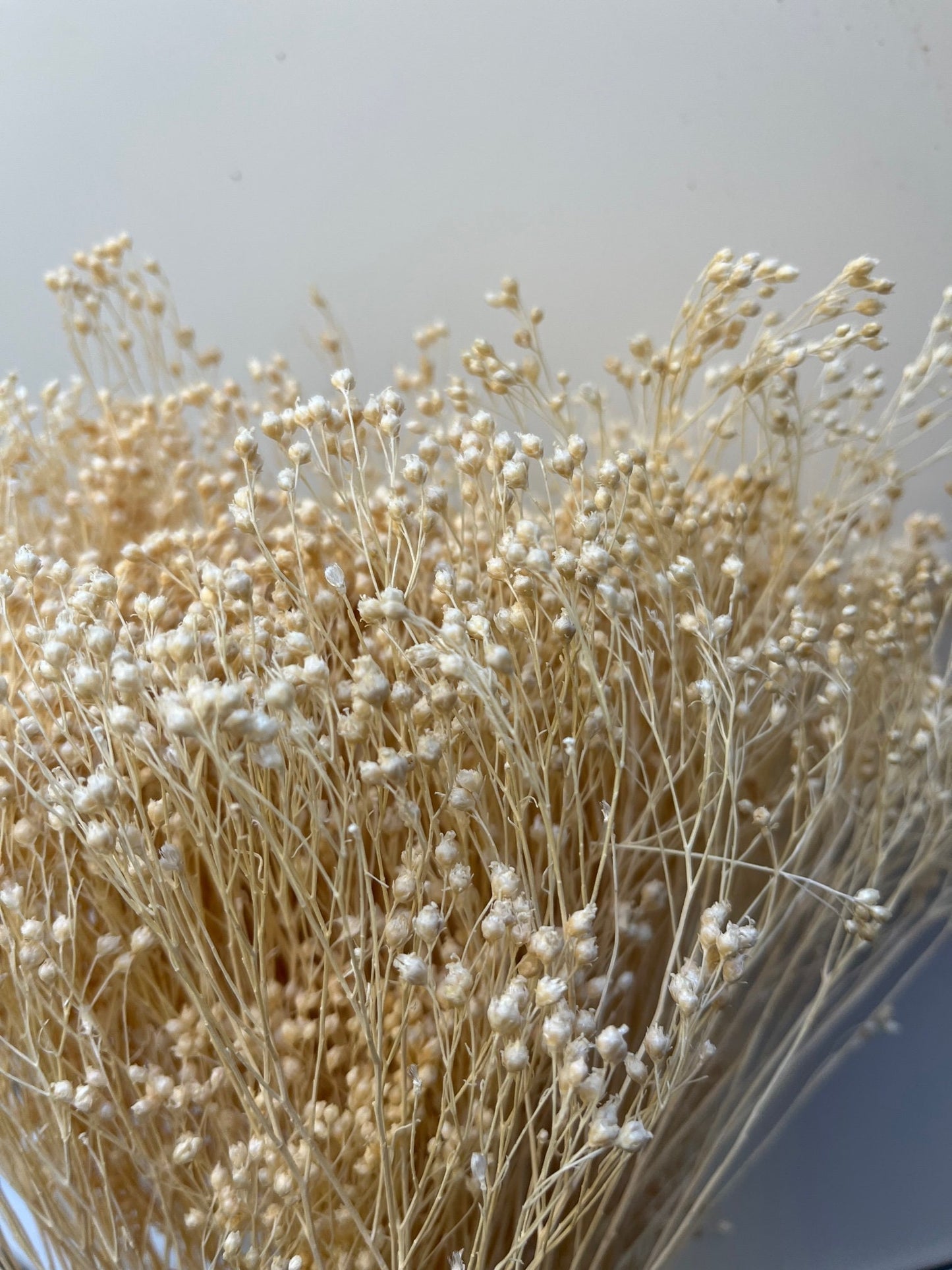 Bleached White Dried Broom Bloom