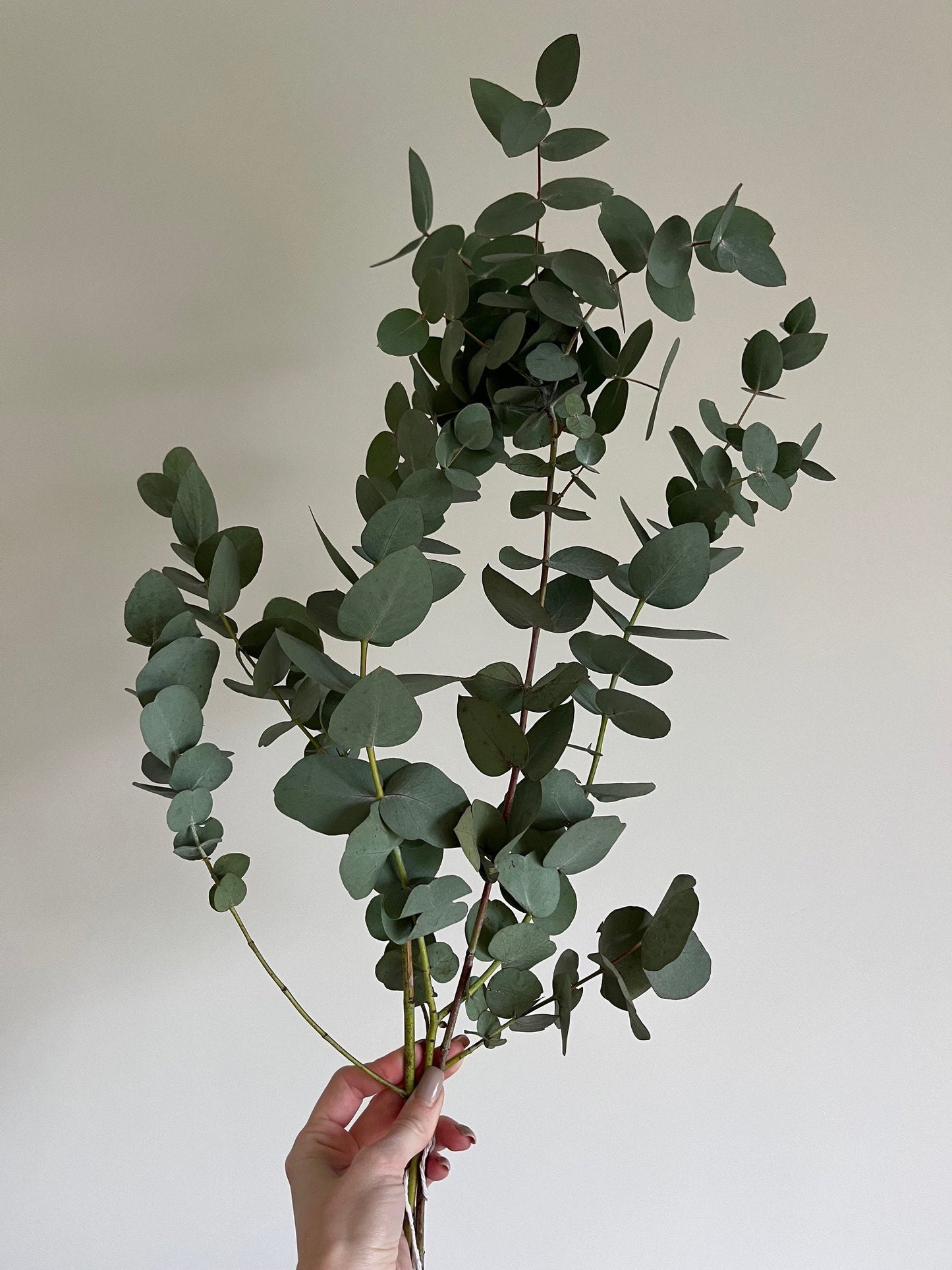 Bunch of Dried Eucalyptus - Large
