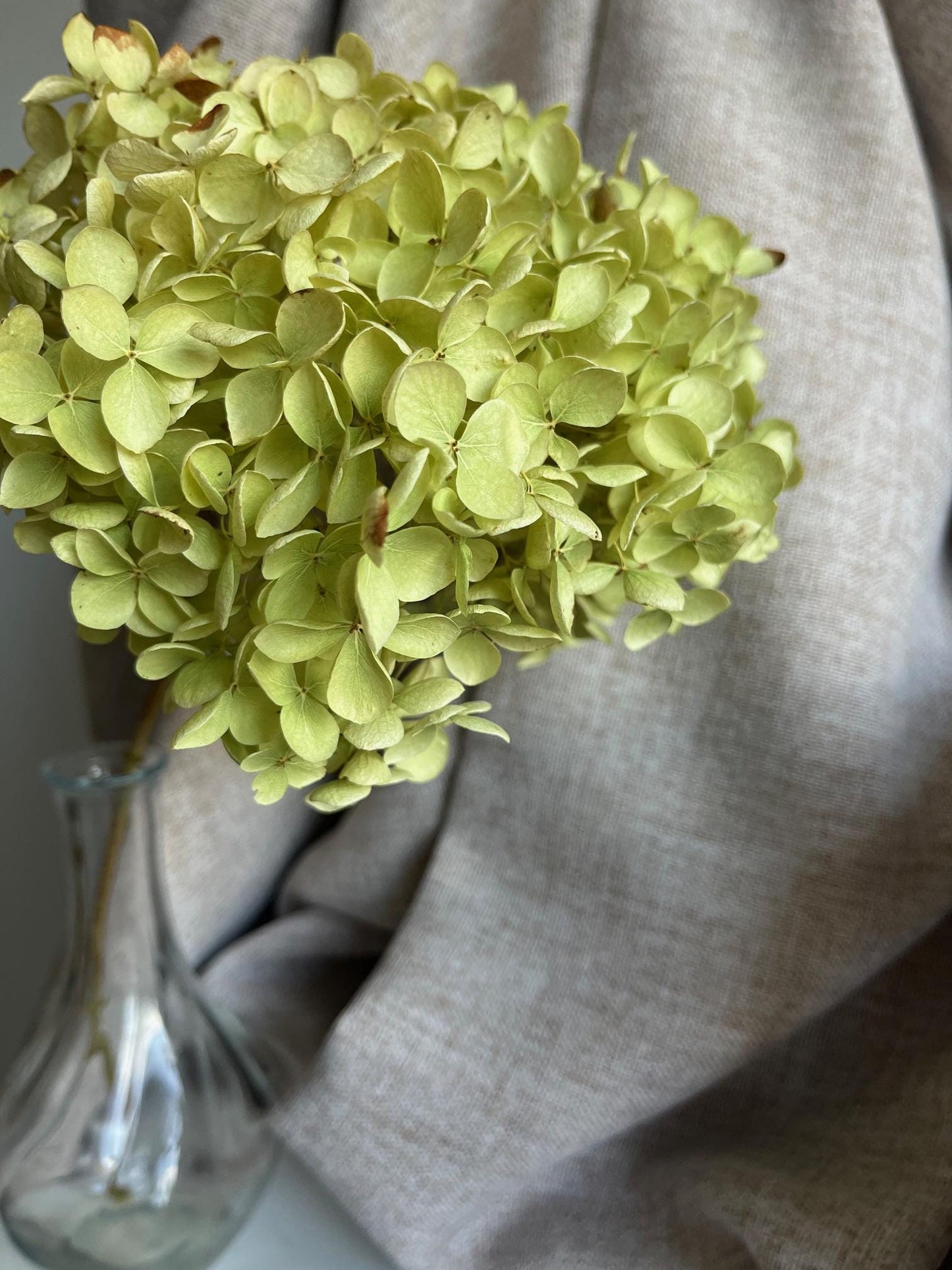 Dried Hydrangea Stem - Green